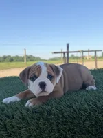 Sadie, a female Olde English Bulldogge for sale in Lagrange, IN – 2 of 5