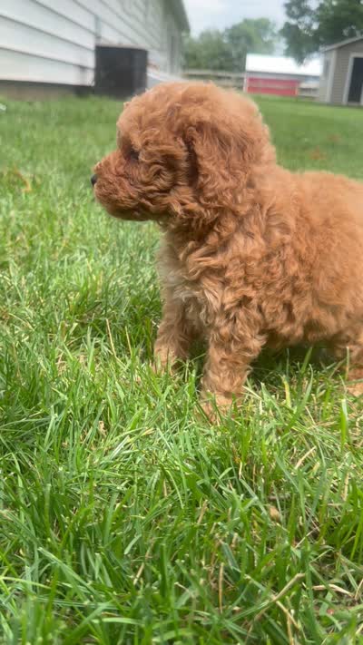 Homer, a male Cavapoo for sale in Lagrange, IN – 6 of 6