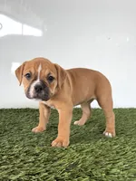 Nicole, a female Olde English Bulldogge for sale in Lagrange, IN – 3 of 5