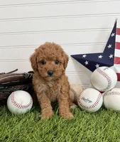 Wrigley, a female Cavapoo for sale in Lagrange, IN – 2 of 7