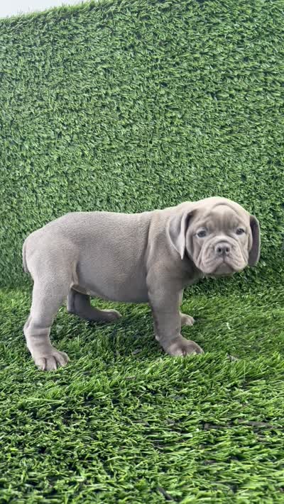 Lexi, a female Olde English Bulldogge for sale in Lagrange, IN – 5 of 5