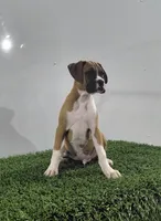 Jax, a male Boxer for sale in Lagrange, IN – 3 of 3