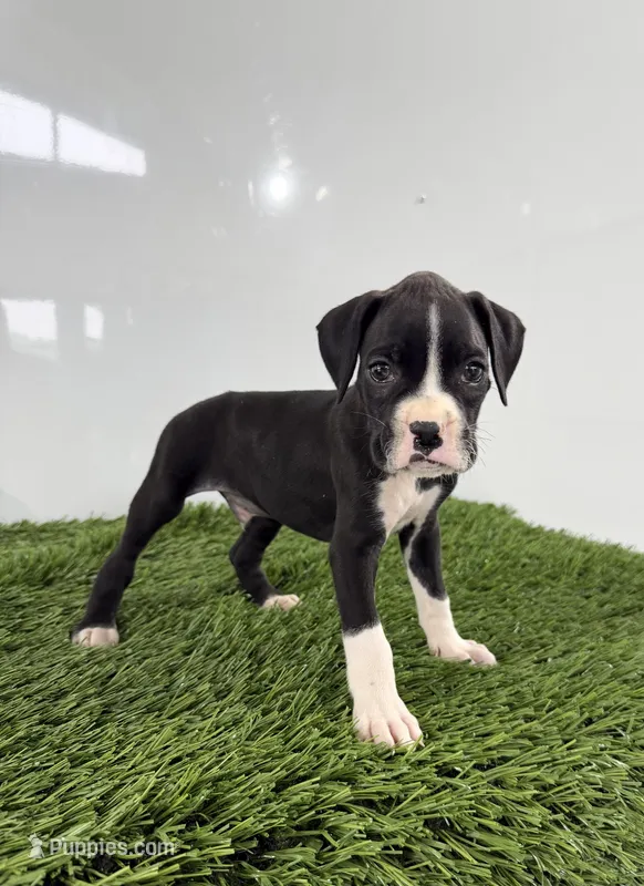 Mylan – Boxer puppy for sale in Lagrange, IN