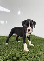 Mylan, a male Boxer for sale in Lagrange, IN – 1 of 5