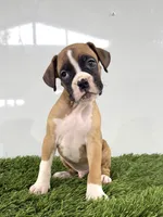 Mario, a male Boxer for sale in Lagrange, IN – 2 of 5