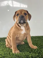 Gia, a female Olde English Bulldogge for sale in Lagrange, IN – Photo 2 of 8