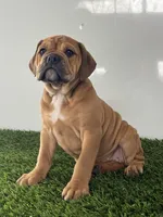 Gia, a female Olde English Bulldogge for sale in Lagrange, IN – Photo 3 of 8