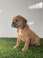 Gia, a female Olde English Bulldogge for sale in Lagrange, IN – Photo 5 of 8