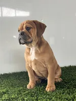 Gia, a female Olde English Bulldogge for sale in Lagrange, IN – Photo 1 of 8