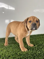 Gia, a female Olde English Bulldogge for sale in Lagrange, IN – Photo 4 of 8