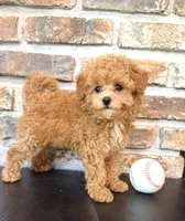 Bunt Toy F1, a male Cavapoo for sale in Lagrange, IN – 2 of 6
