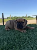 Molly, a female Olde English Bulldogge for sale in Lagrange, IN – 3 of 5