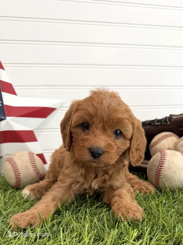 Liberty – Cavapoo puppy for sale in Lagrange, IN