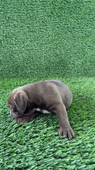 Duke, a male Olde English Bulldogge for sale in Lagrange, IN – 5 of 5