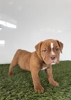 Nate, a female Olde English Bulldogge for sale in Lagrange, IN – 2 of 4