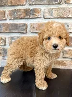 Rookie, a male Cavapoo for sale in Lagrange, IN – 4 of 7