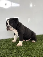 Bentley , a male Olde English Bulldogge for sale in Lagrange, IN – 2 of 5