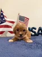 Sparkler, a male Cavapoo for sale in Lagrange, IN – 5 of 5