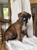 Marlee, a female Boxer for sale in Lagrange, IN – 2 of 5