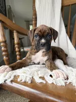 Marlee, a female Boxer for sale in Lagrange, IN – 4 of 5