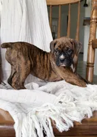 Marlee, a female Boxer for sale in Lagrange, IN – 3 of 5