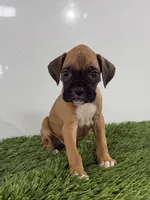 Mac, a male Boxer for sale in Lagrange, IN – 2 of 5