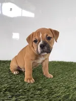 Nicole, a female Olde English Bulldogge for sale in Lagrange, IN – 2 of 5