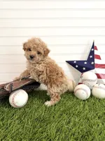 Slugger, a male Cavapoo for sale in Lagrange, IN – 6 of 7