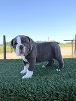 Willow , a female Olde English Bulldogge for sale in Lagrange, IN – 3 of 5