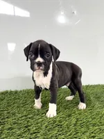 Murphy, a male Boxer for sale in Lagrange, IN – 4 of 5