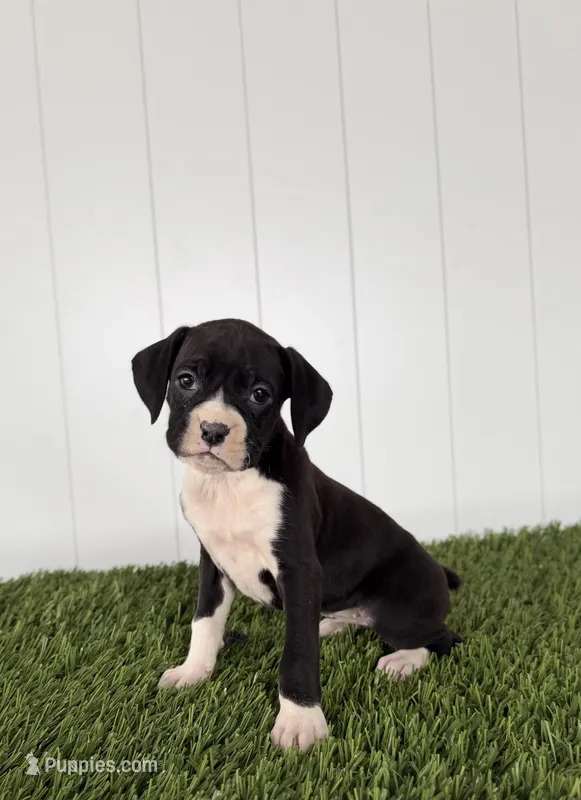 Paige – Boxer puppy for sale in Lagrange, IN