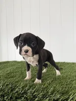 Paige, a female Boxer for sale in Lagrange, IN – Photo 2 of 4