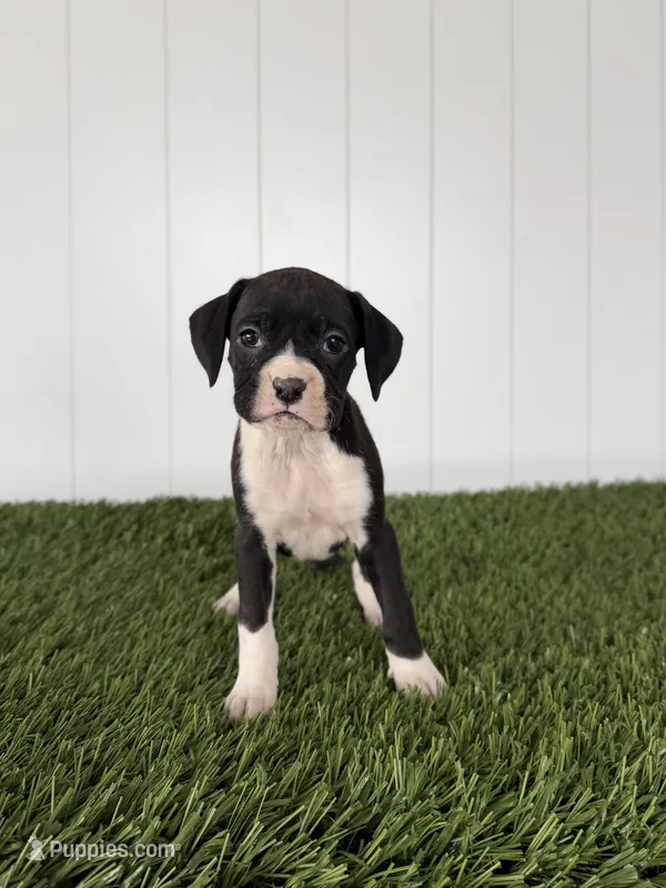 Paige – Boxer puppy for sale in Lagrange, IN