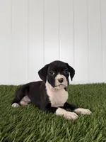 Paige, a female Boxer for sale in Lagrange, IN – Photo 3 of 4