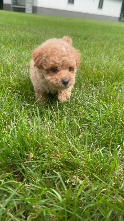 Slugger, a male Cavapoo for sale in Lagrange, IN – 7 of 7