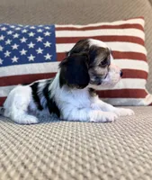 Noel, a female Cavapoo for sale in Lagrange, IN – Photo 2 of 6