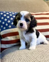 Noel, a female Cavapoo for sale in Lagrange, IN – Photo 3 of 6