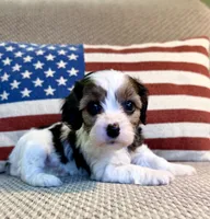 Noel, a female Cavapoo for sale in Lagrange, IN – Photo 4 of 6