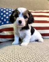 Noel, a female Cavapoo for sale in Lagrange, IN – Photo 1 of 6