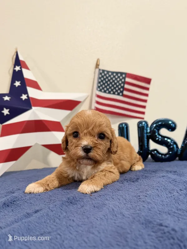 Sparkler – Cavapoo puppy for sale in Lagrange, IN