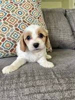 Lettie, a female Cavapoo for sale in Lagrange, IN – Photo 5 of 6