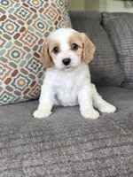 Lettie, a female Cavapoo for sale in Lagrange, IN – Photo 3 of 6