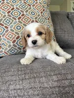 Lettie, a female Cavapoo for sale in Lagrange, IN – Photo 4 of 6