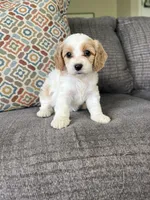 Lettie, a female Cavapoo for sale in Lagrange, IN – Photo 2 of 6