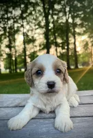 Lettie, a female Cavapoo for sale in Lagrange, IN – Photo 6 of 6