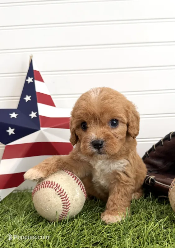 Sparkler – Cavapoo puppy for sale in Lagrange, IN