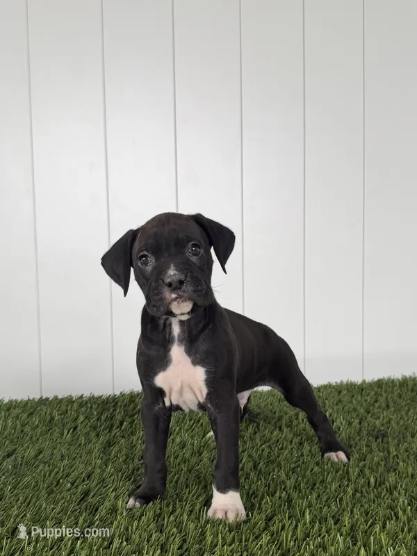 Perry – Boxer puppy for sale in Lagrange, IN