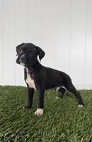 Perry, a male Boxer for sale in Lagrange, IN – Photo 4 of 5