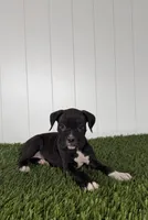 Perry, a male Boxer for sale in Lagrange, IN – Photo 5 of 5