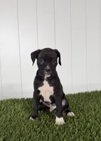 Perry, a male Boxer for sale in Lagrange, IN – Photo 3 of 5